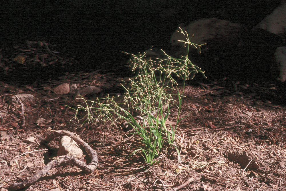 Image of forked woodrush