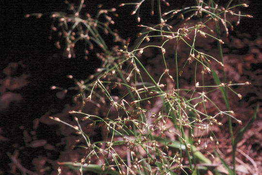 Image of forked woodrush