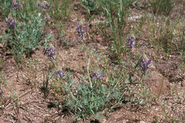 Image of Sierra lupine