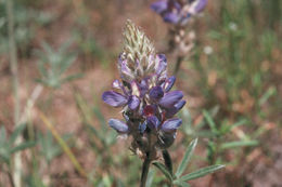 Image of Sierra lupine