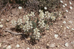 Image of jawleaf lupine