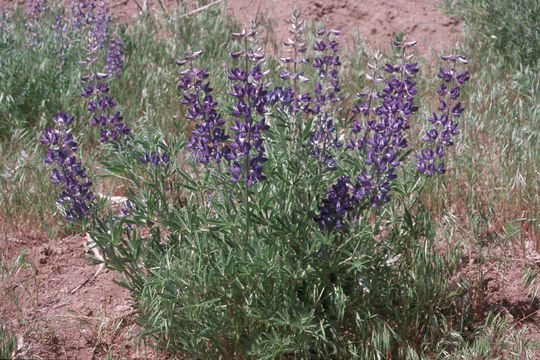 Sivun Lupinus nevadensis A. Heller kuva