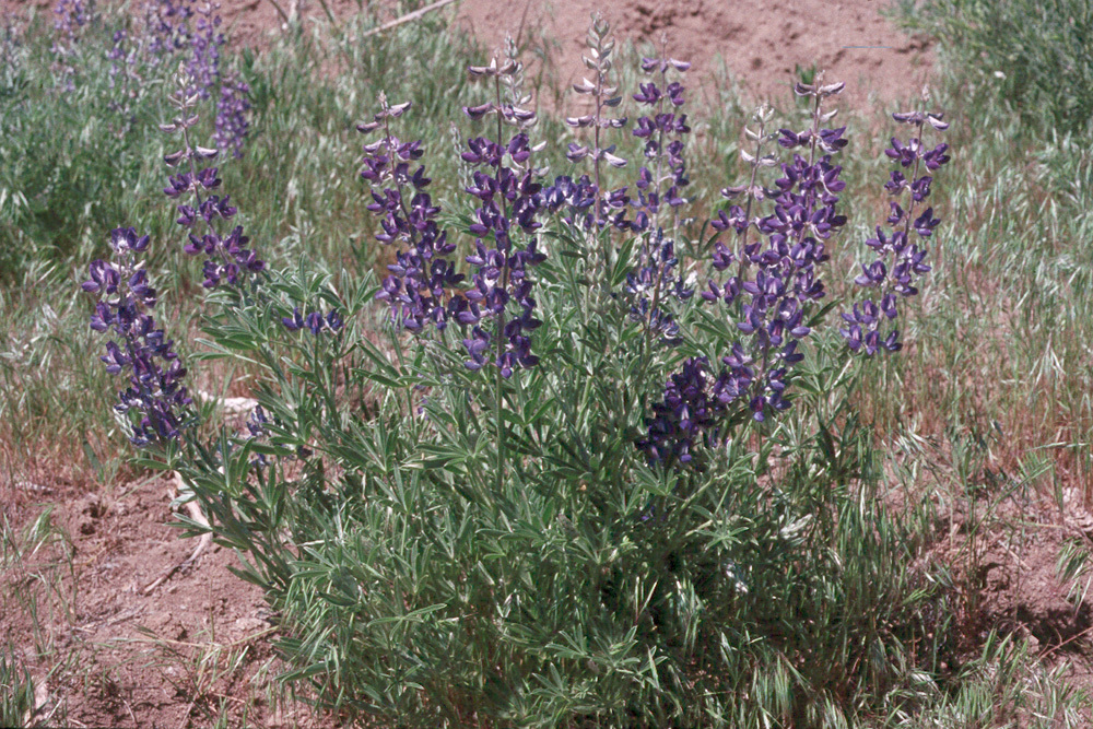 Image of Nevada lupine