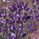 Sivun Lupinus nevadensis A. Heller kuva