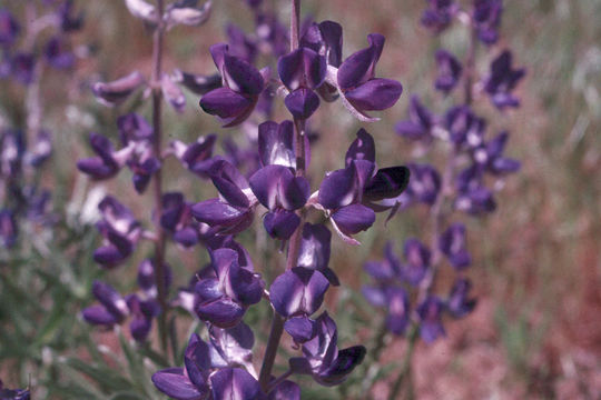 Lupinus nevadensis A. Heller resmi