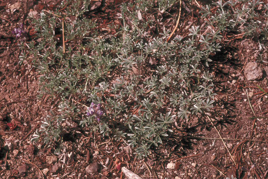 Image of Blunt-lobe Lupine