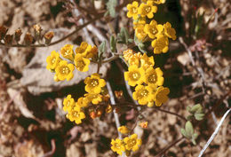 Image of glandular yellow phacelia