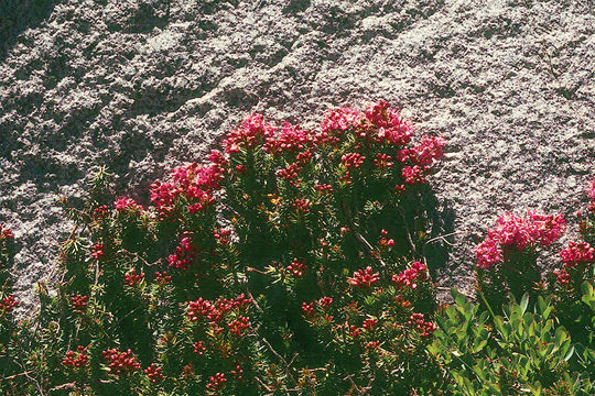 Image of purple mountainheath