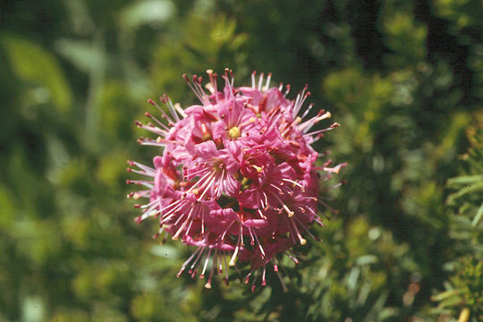 Image of purple mountainheath