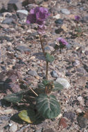 Image of calthaleaf phacelia