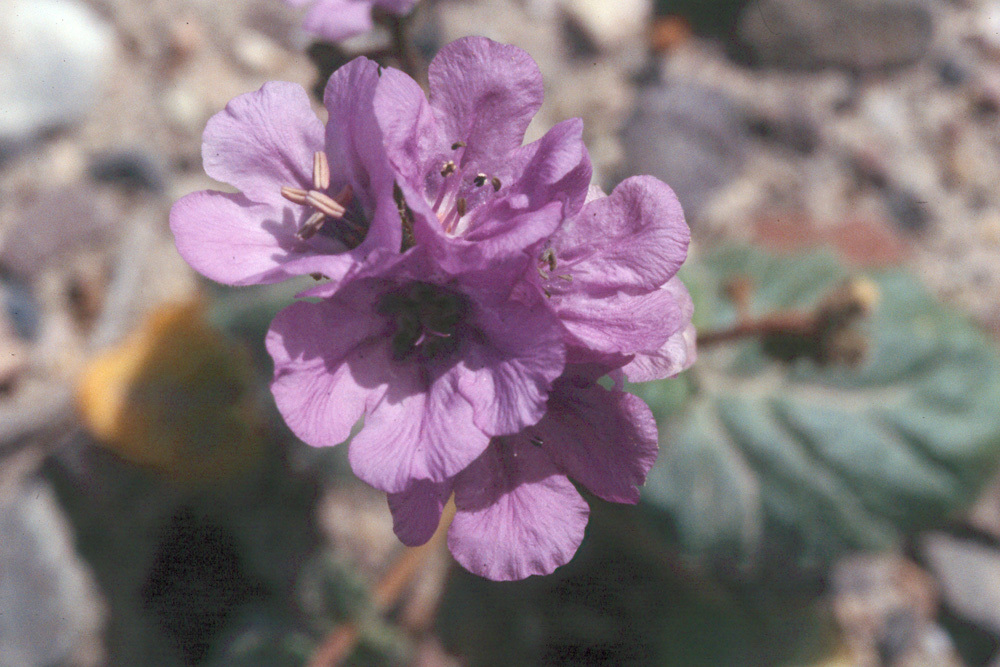 Image of calthaleaf phacelia