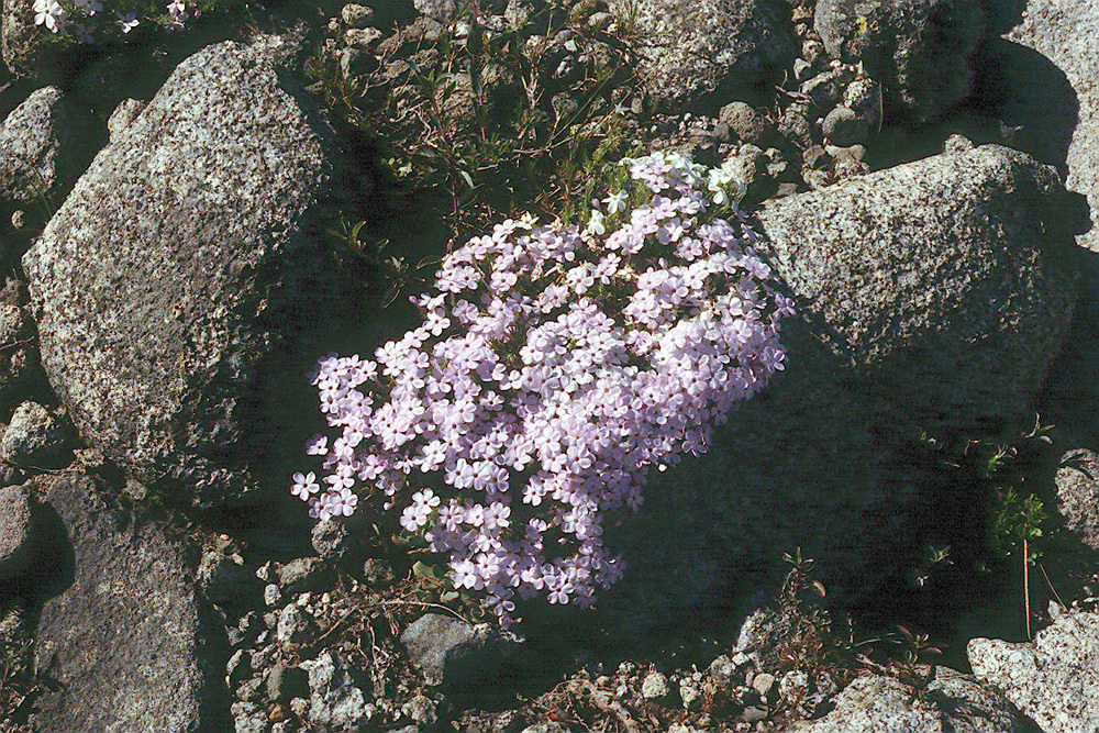 Image of spreading phlox