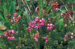 Image of pink mountainheath