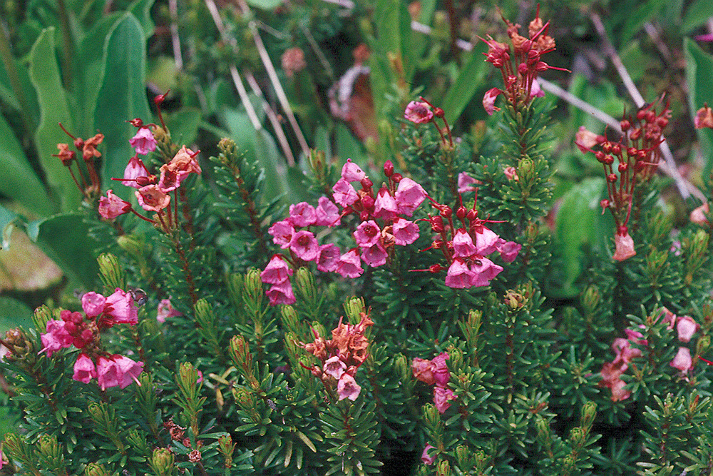 Image of pink mountainheath