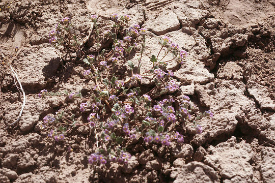 Image of nakedstem phacelia