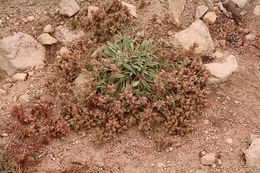 Image of compact phacelia