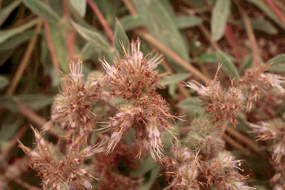 Image of compact phacelia