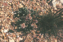 Phacelia heterophylla var. virgata (Greene) R. D. Dorn的圖片