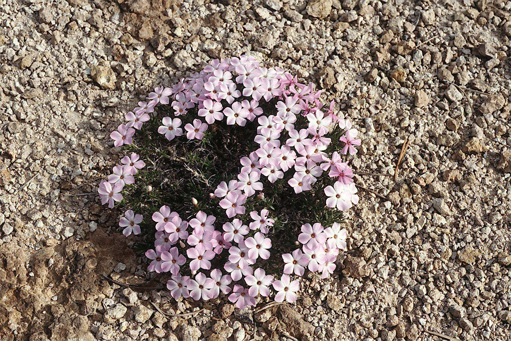 Imagem de Phlox hoodii subsp. canescens (Torr. & Gray) Wherry