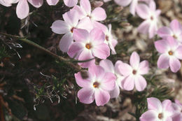 Imagem de Phlox hoodii subsp. canescens (Torr. & Gray) Wherry