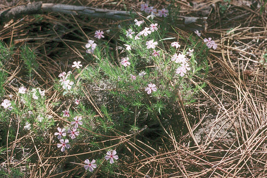 Image of carpet phlox