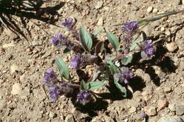 Image of low phacelia