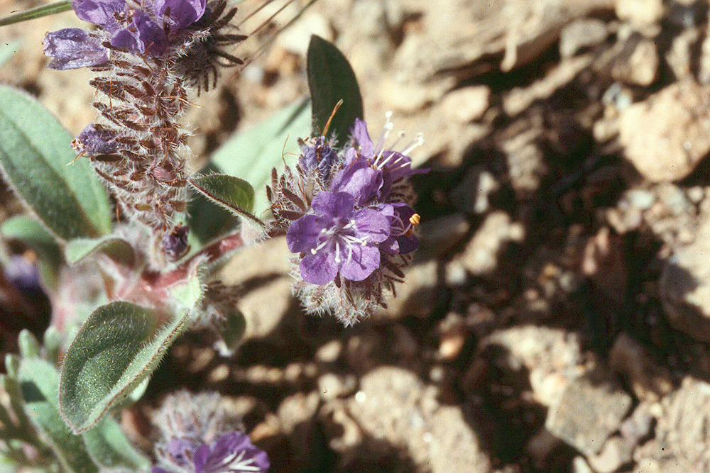 Image of low phacelia