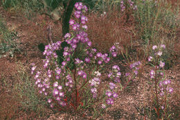 Image of threadleaf phacelia