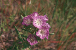 Image of threadleaf phacelia