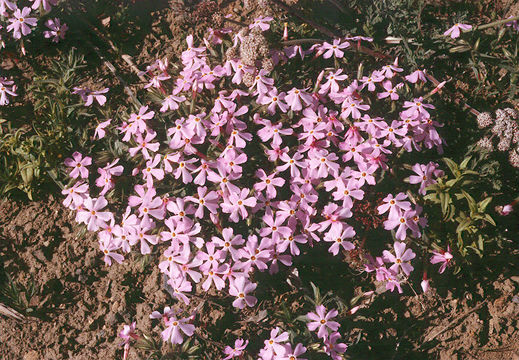 Image of cold-desert phlox