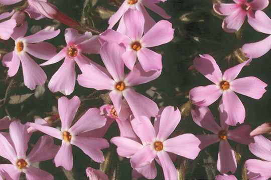 Image of cold-desert phlox