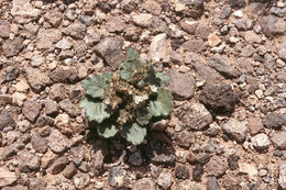 Image of roundleaf phacelia