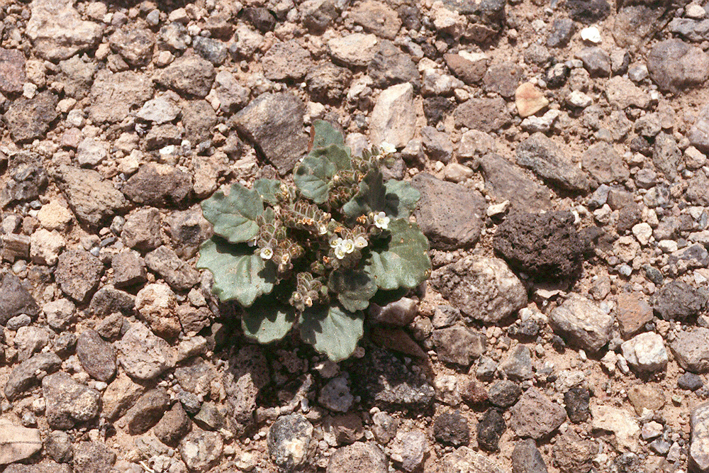 Image of roundleaf phacelia