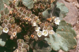 Image of roundleaf phacelia