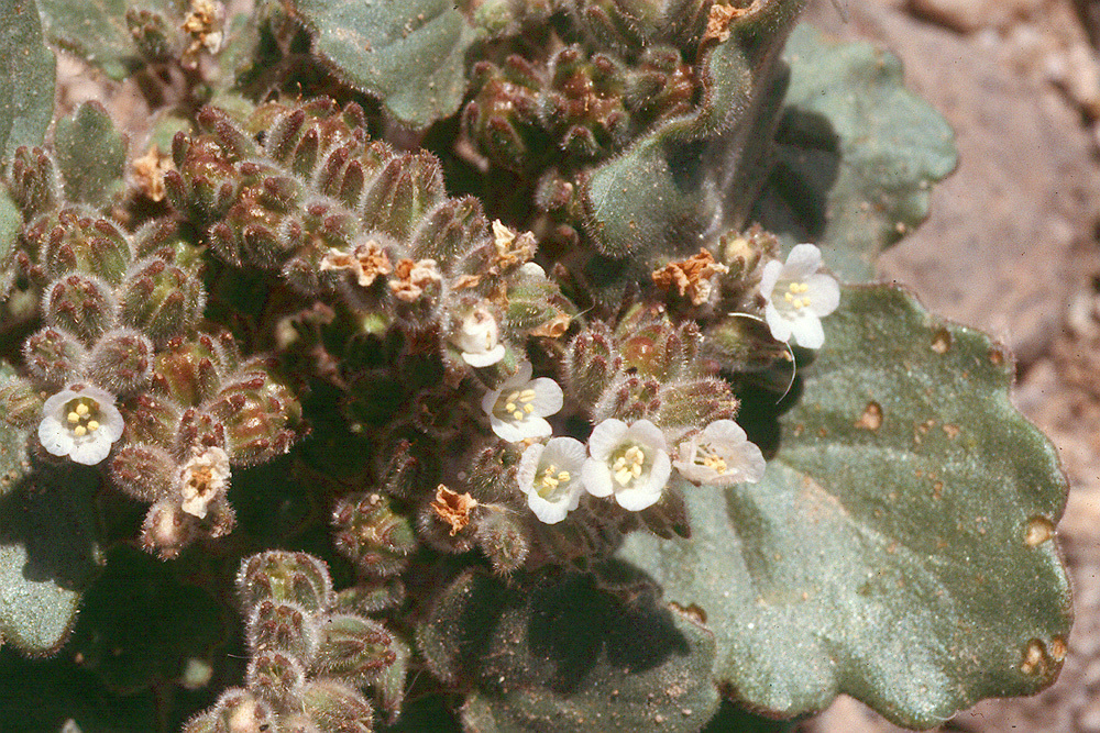 Image of roundleaf phacelia