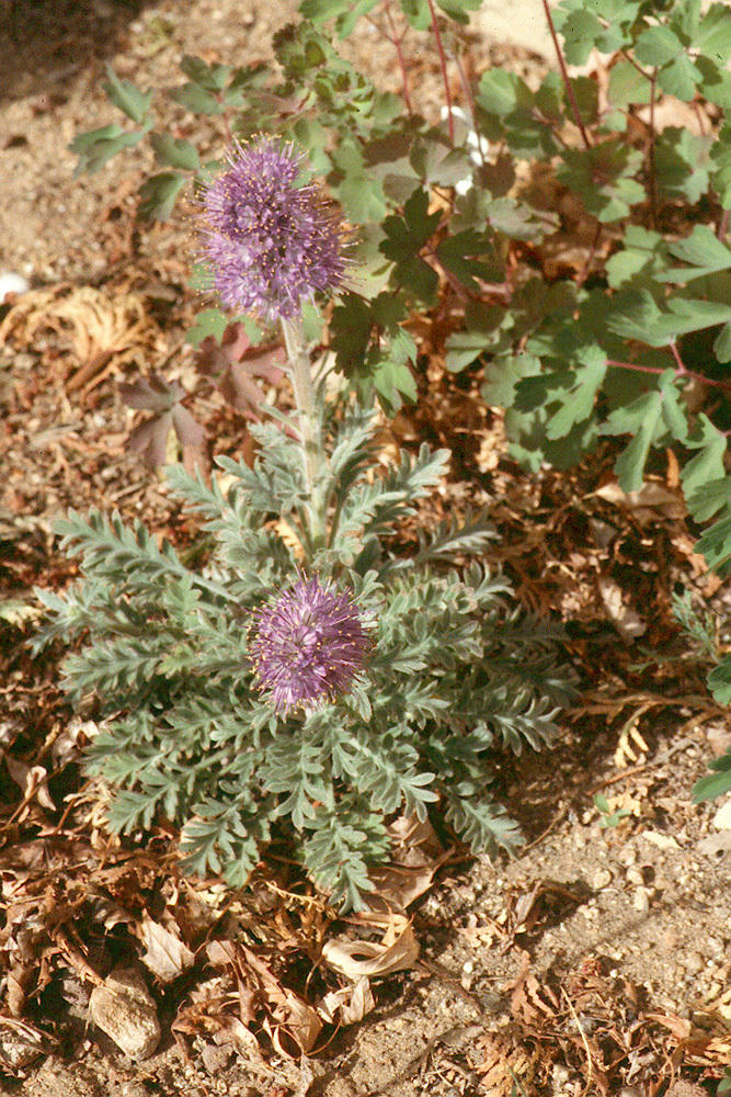 صورة Phacelia sericea subsp. ciliosa (Rydb.) G. W. Gillett