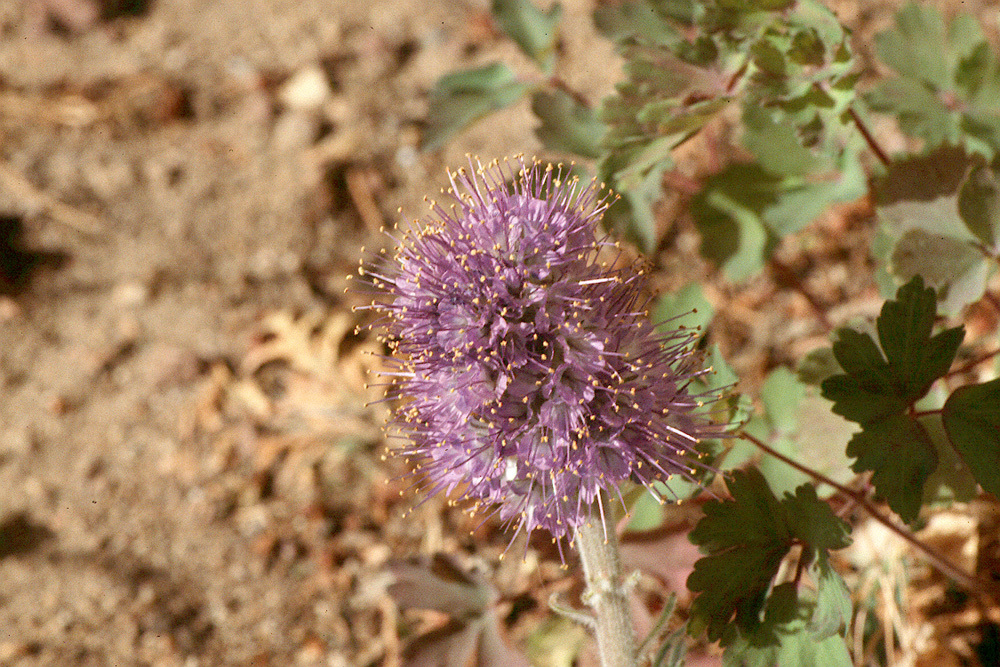 صورة Phacelia sericea subsp. ciliosa (Rydb.) G. W. Gillett