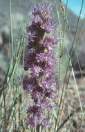 صورة Phacelia sericea subsp. ciliosa (Rydb.) G. W. Gillett