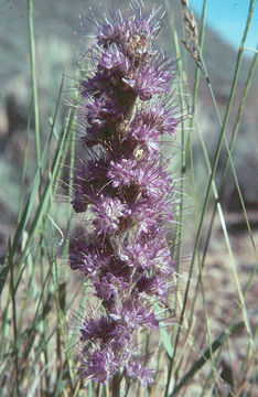 Phacelia sericea subsp. ciliosa (Rydb.) G. W. Gillett的圖片