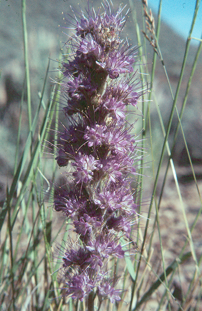 Image de Phacelia sericea subsp. ciliosa (Rydb.) G. W. Gillett