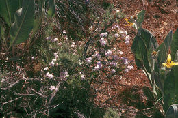 Image of showy phlox