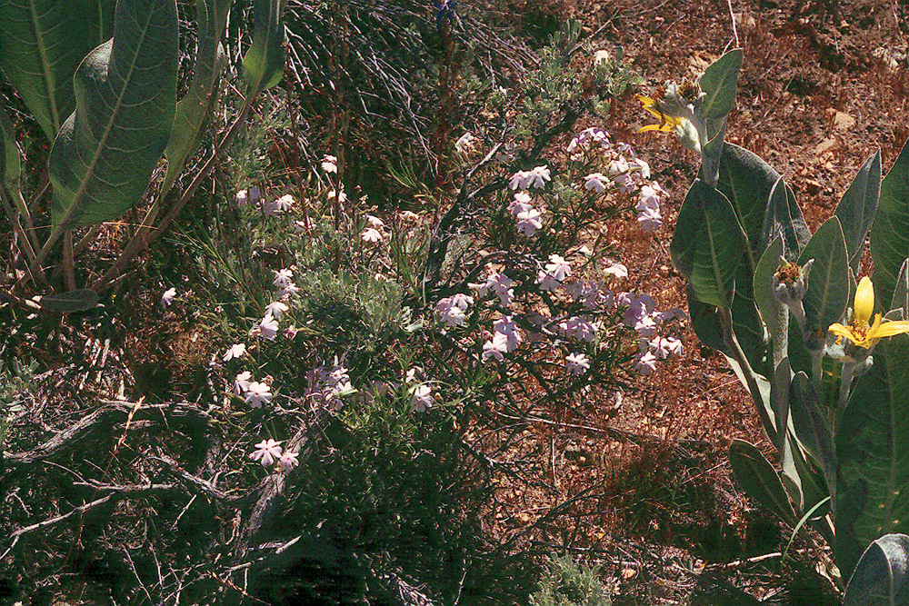 Image of showy phlox