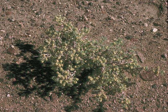 <i>Picrothamnus desertorum</i>的圖片