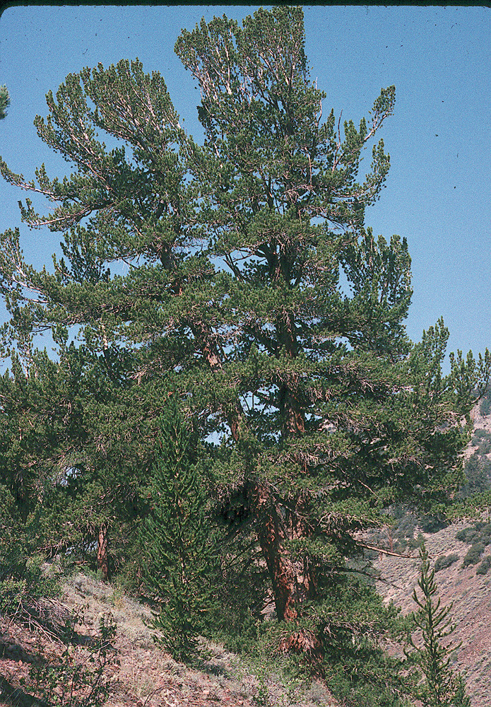 Pinus flexilis E. James resmi