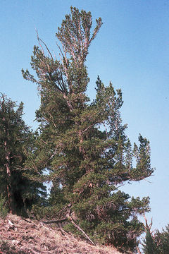 Image of Limber Pine