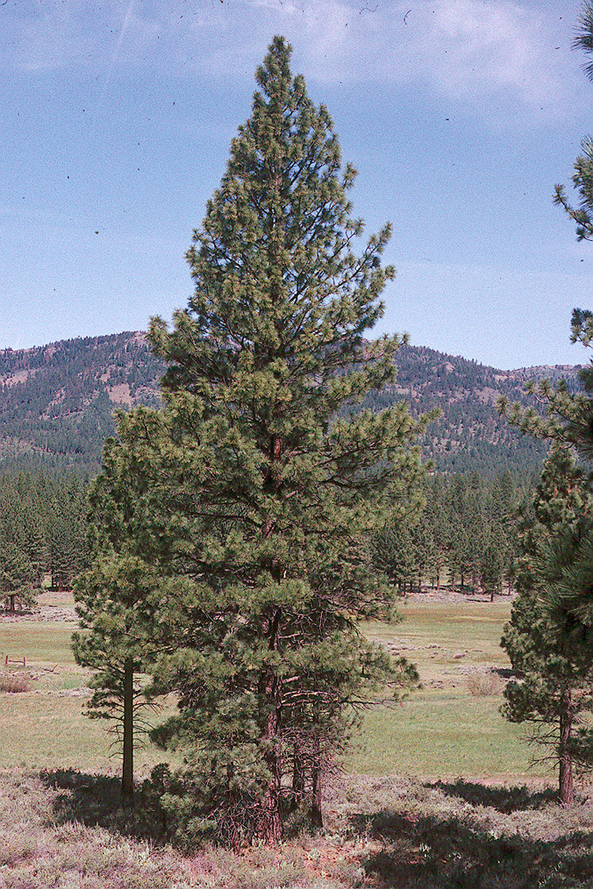 Image of Jeffrey Pine