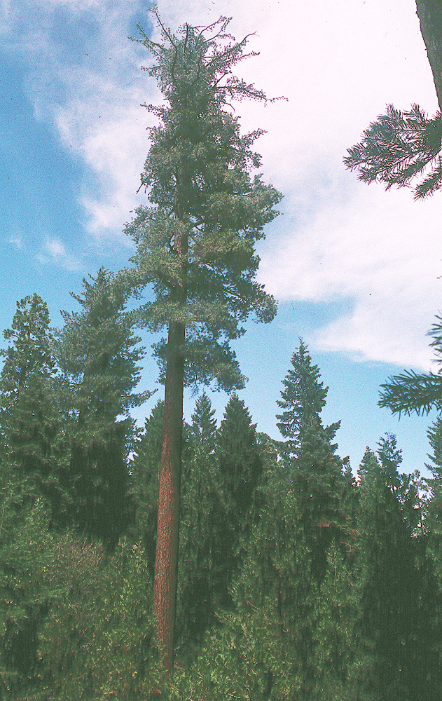 Image of sugar pine