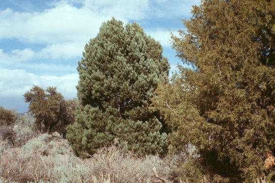 Image of singleleaf pinyon