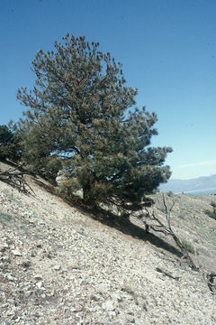 Image of Jeffrey Pine