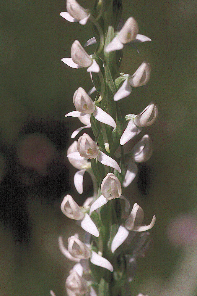 Image of Sierra bog orchid